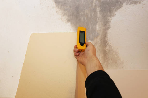 Best Black Mold Removal  in Westwood, CA