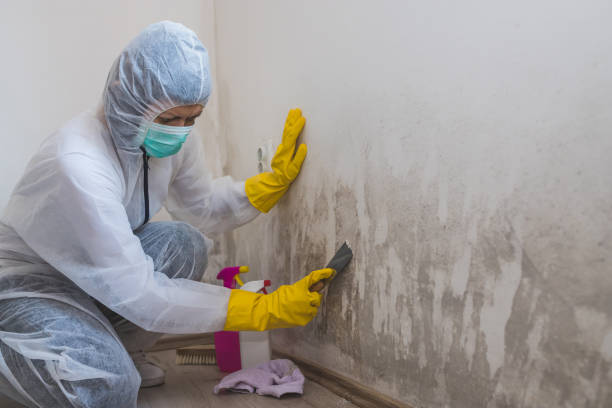 Professional Mold Removal in Westwood, CA