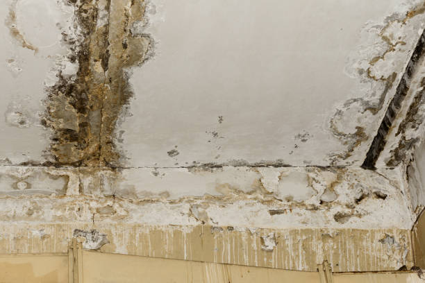 Best Flood Damage  in Westwood, CA
