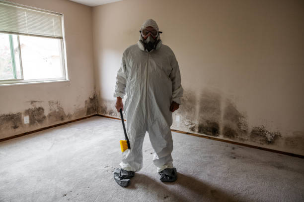 Best Black Mold Removal  in Westwood, CA
