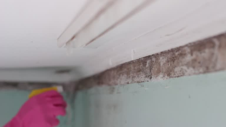 Best Commercial Mold Inspection  in Westwood, CA
